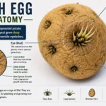 Lash Egg Anatomy