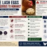 Are Lash Eggs Dangerous to Humans