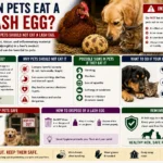 Can Pets Eat a Lash Egg