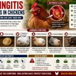 Salpingitis Symptoms in Chickens