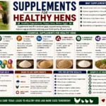 Supplements for Healthy Hens
