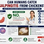 Can Humans Catch Salpingitis From Chickens
