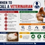 When to Call a Veterinarian