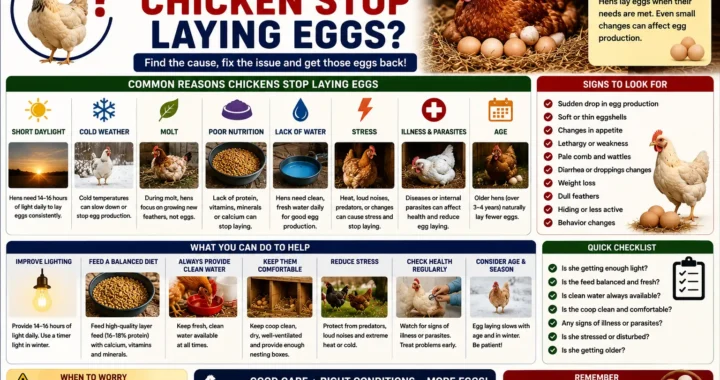 Why Did My Chicken Stop Laying Eggs