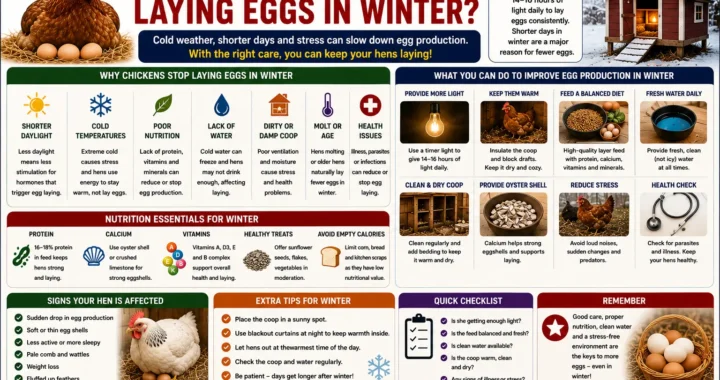 Chicken Not Laying Eggs in Winter