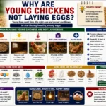 Why Are Young Chickens Not Laying Eggs