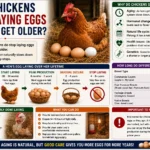 Do Chickens Stop Laying Eggs As They Get Older