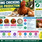 Molting Chickens and Egg Production