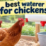 Best Waterer for Chickens